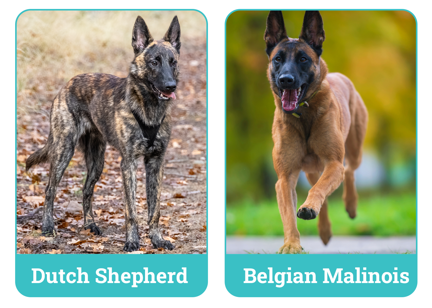Dutch Shepherd vs. Belgian Malinois
