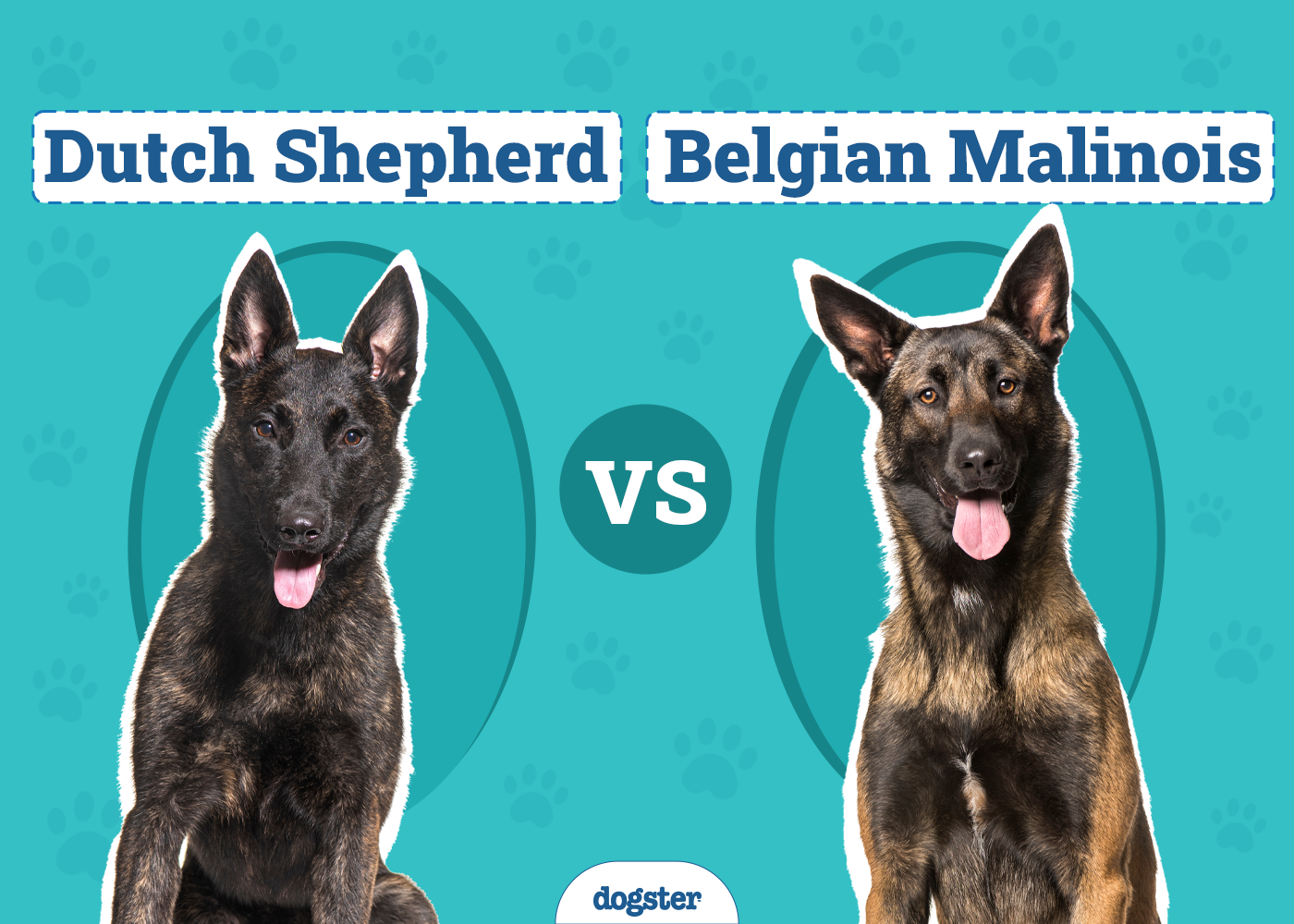 Dutch Shepherd vs. Belgian Malinois