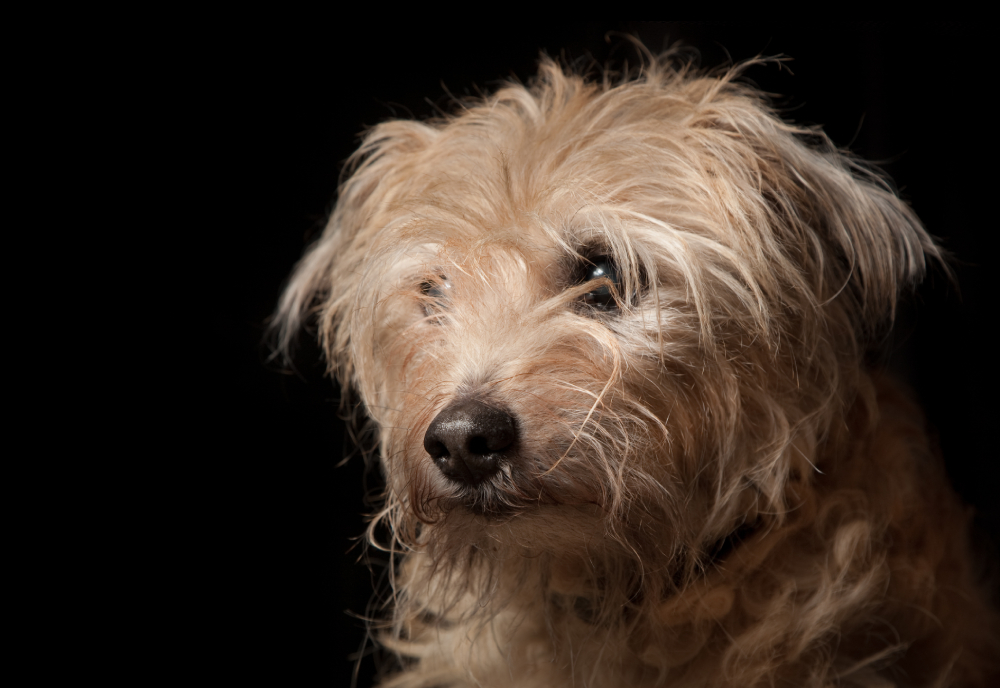 Dutch Smoushond dog face close up