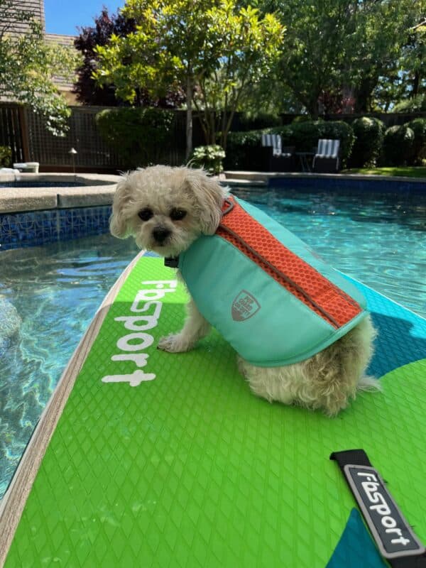 Dog in life jacket on paddle board.