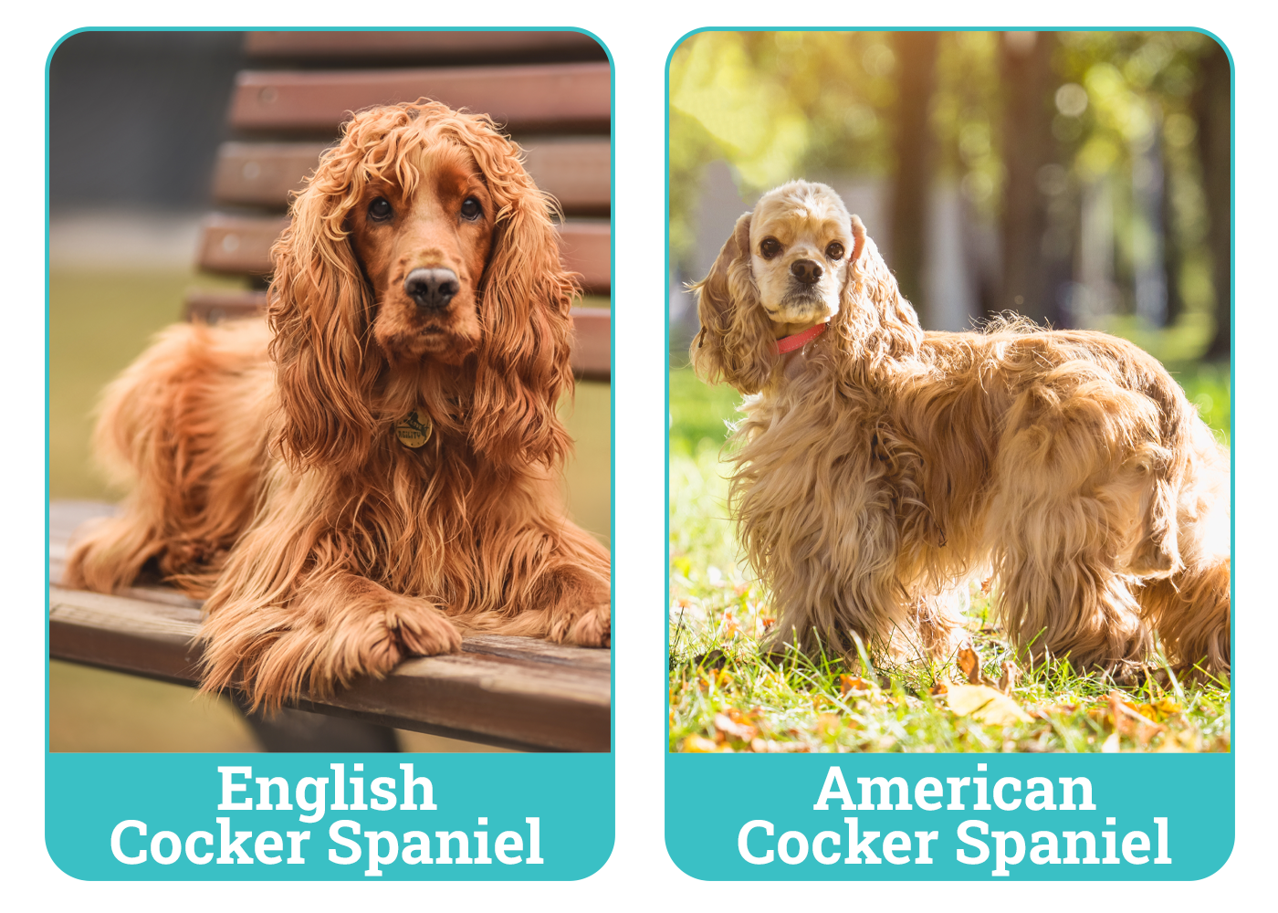 English vs American Cocker Spaniel