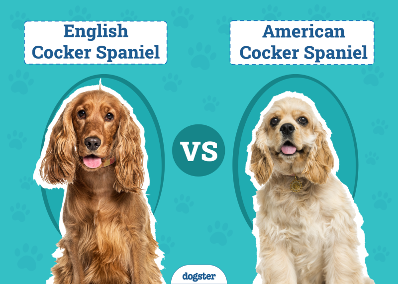 English vs American Cocker Spaniel