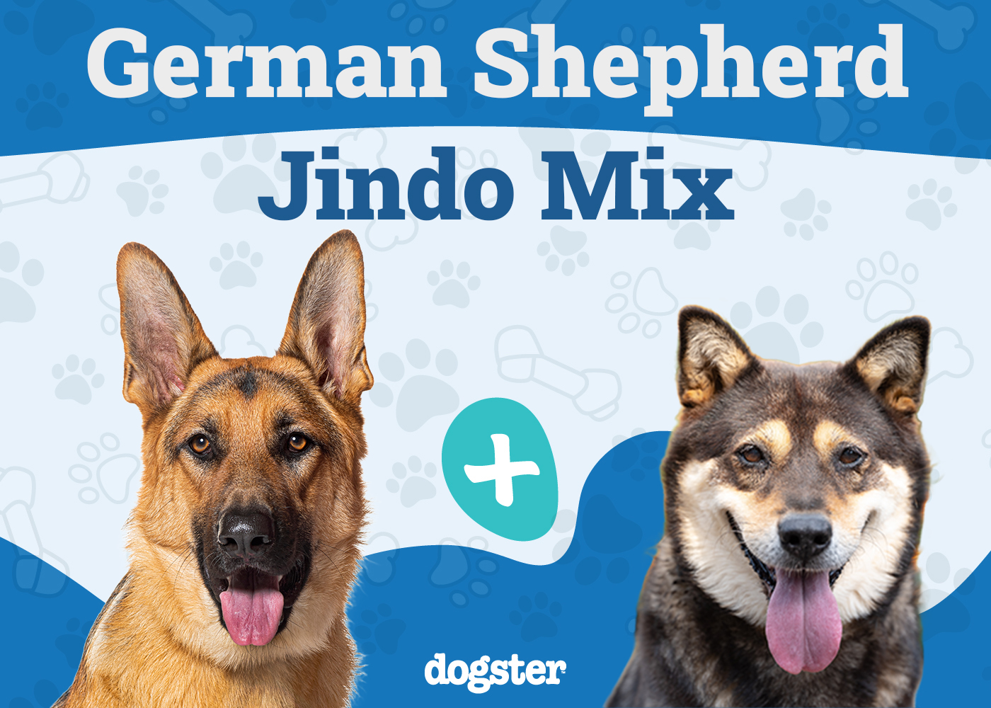 German Shepherd Jindo Mix