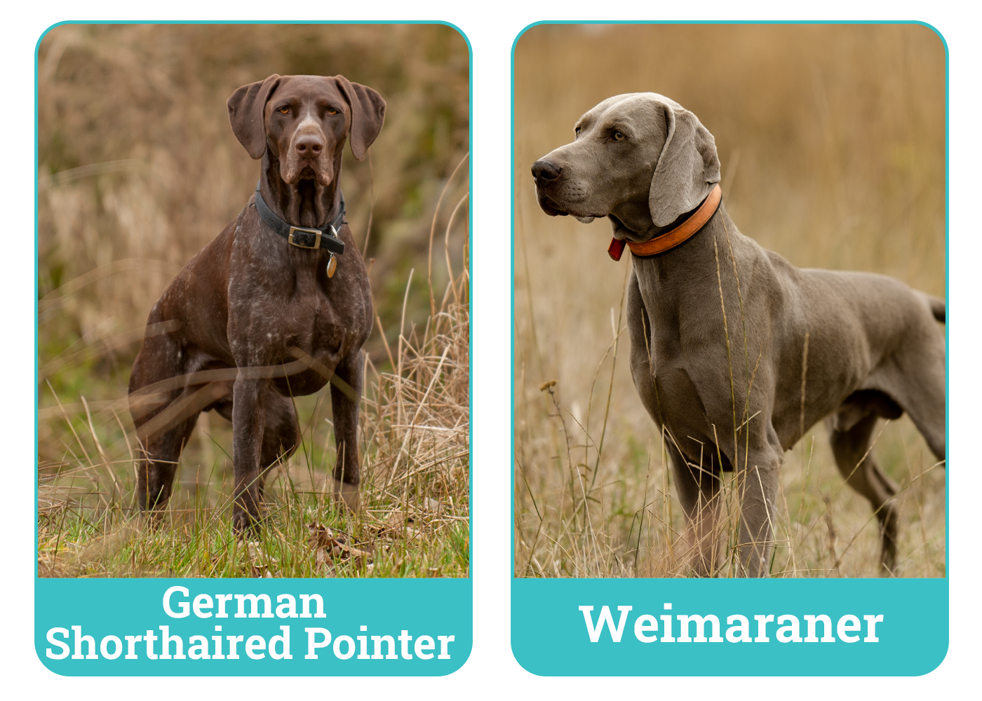 German Shorthaired Pointer vs Weimaraner