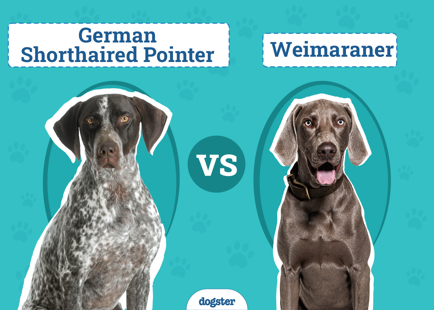 German Shorthaired Pointer vs Weimaraner