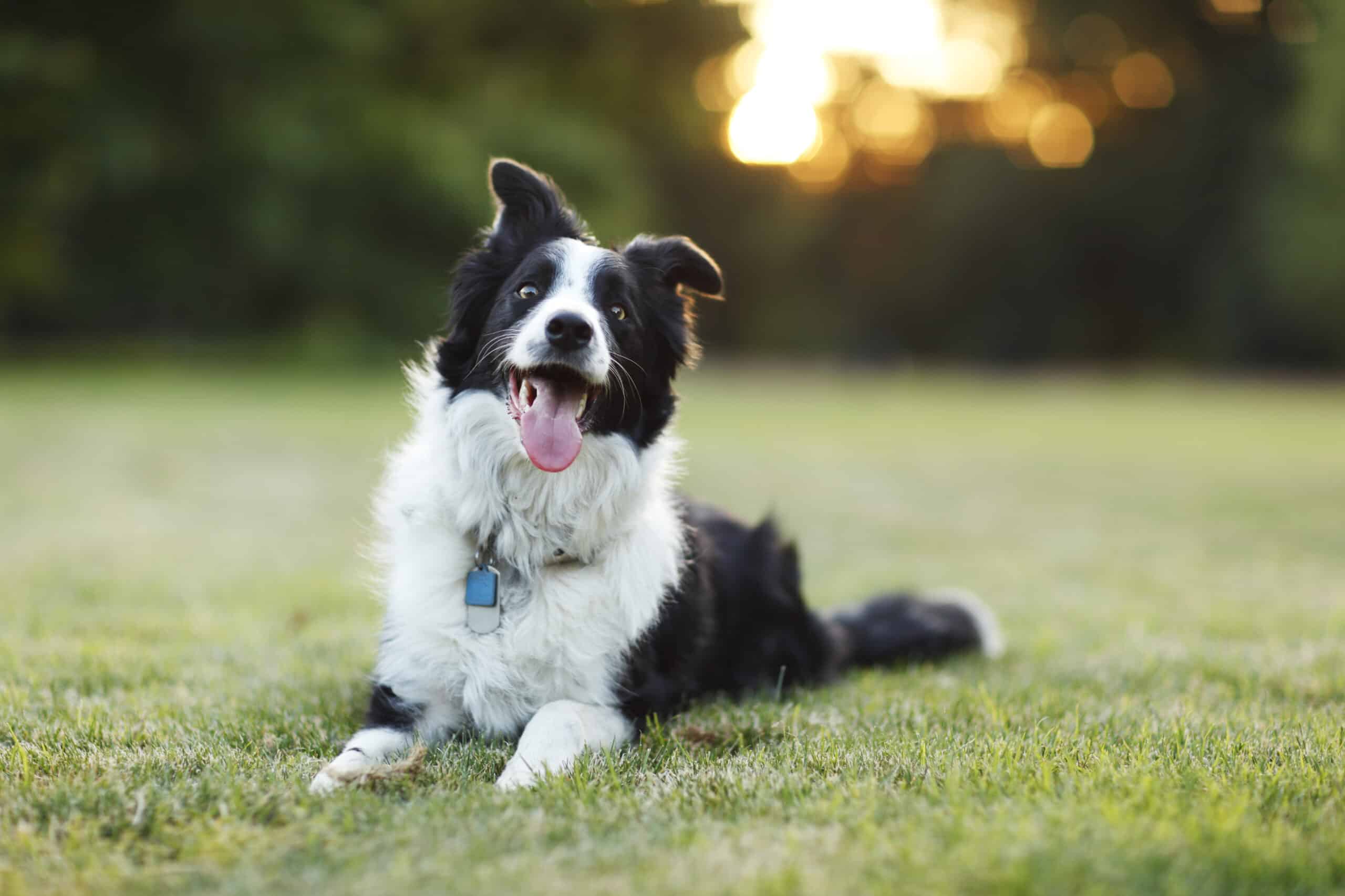 Find the right food for a Border Collie