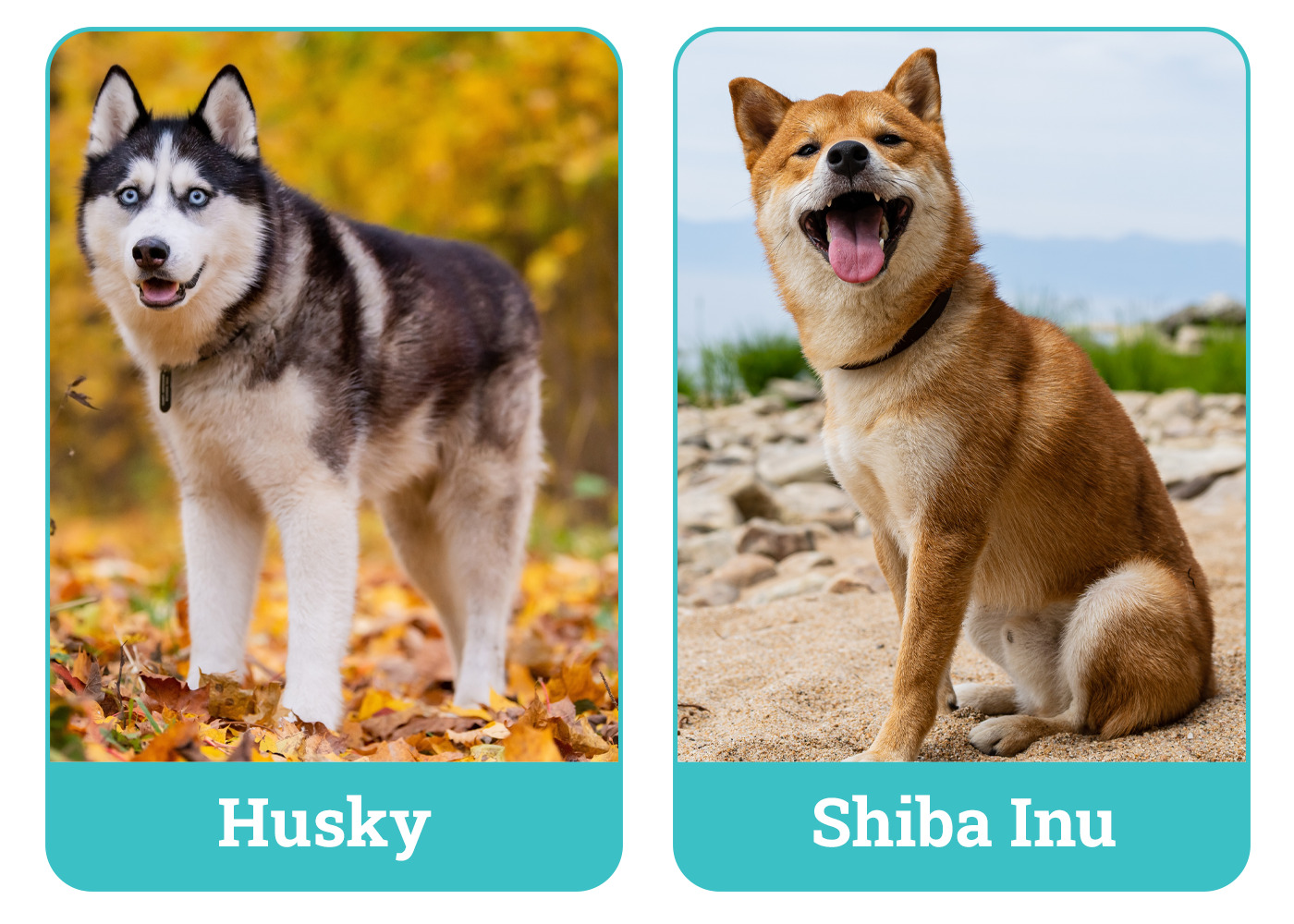 Husky vs. Shiba Inu