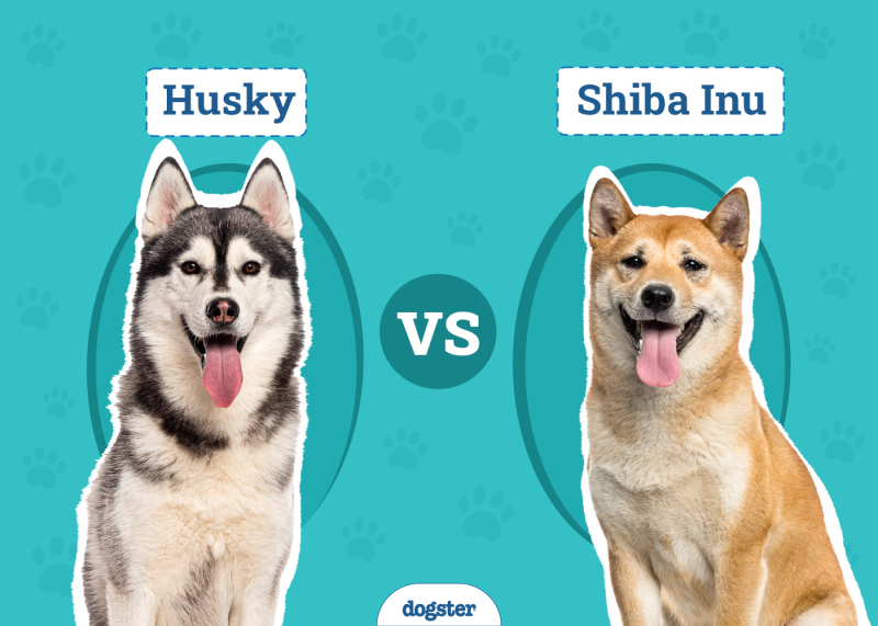 Husky vs. Shiba Inu