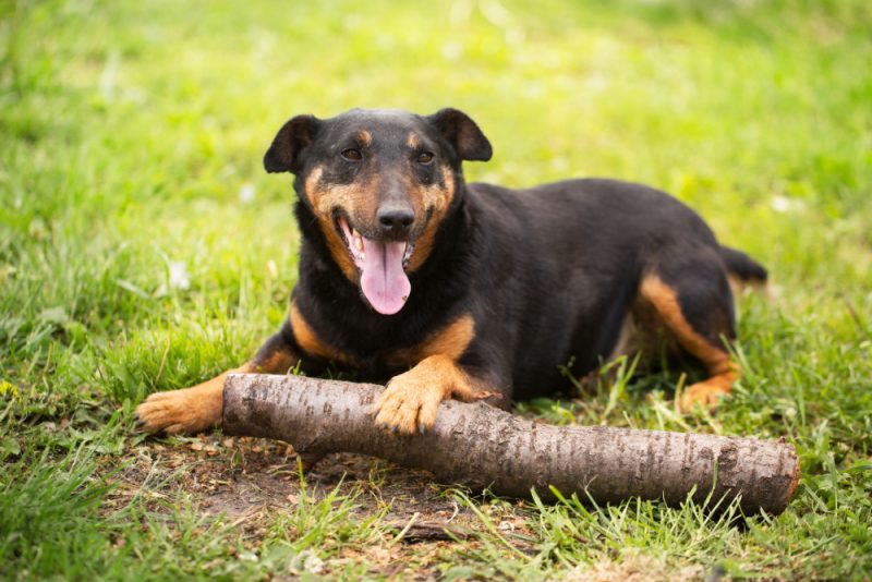 Jagdterrier dog sitting and playing with a stick