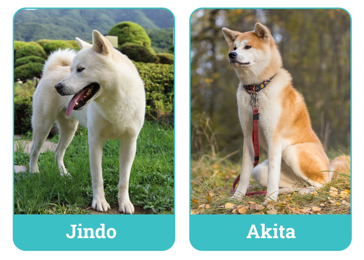 Jindo vs Akita