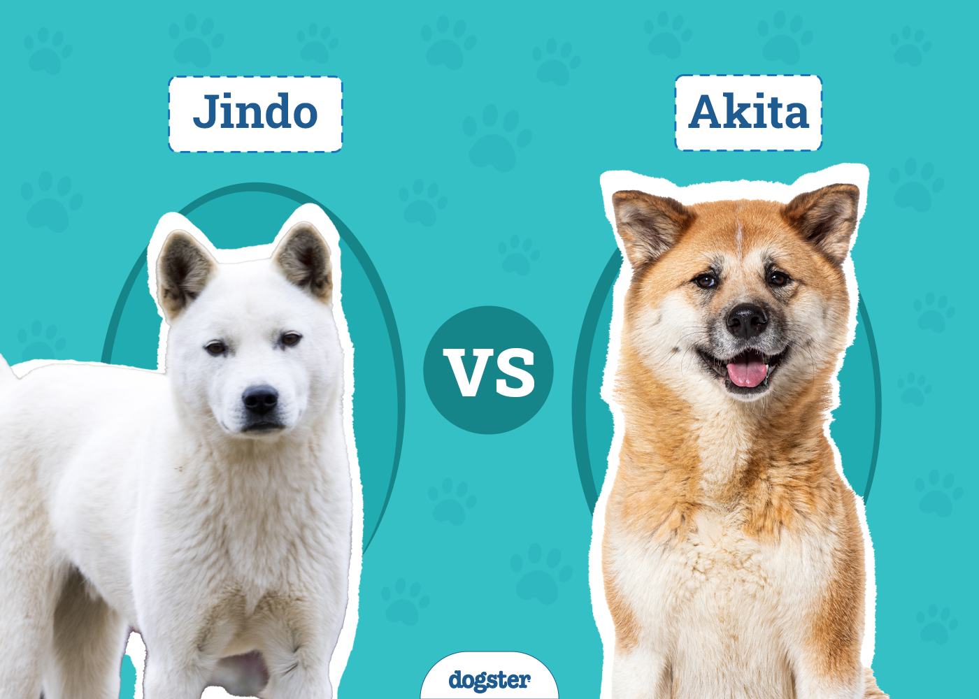 Jindo vs Akita