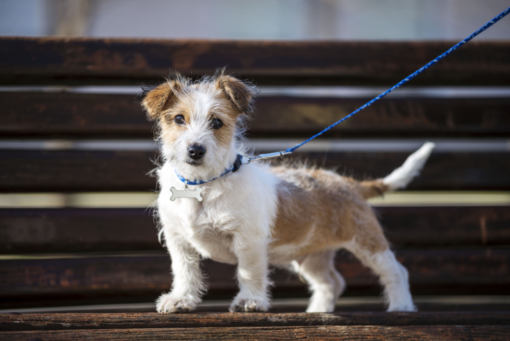 Kromfohrlander dog puppie posing or standing on park bench