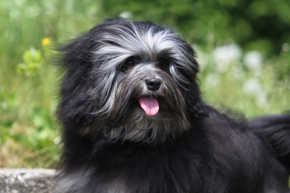 Little Lion Dog (Lowchen) face closeup
