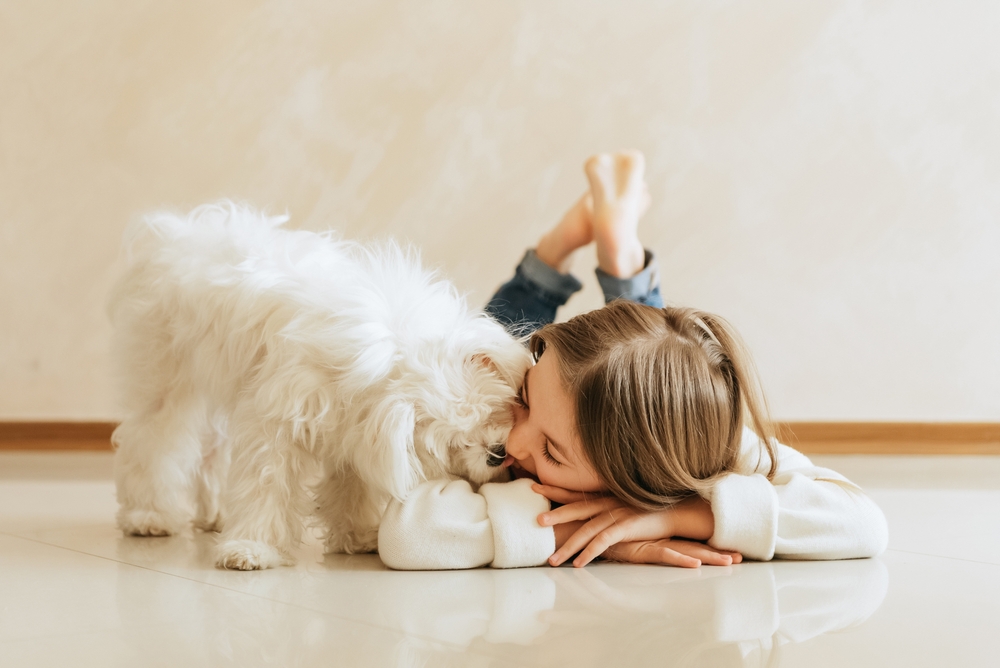 Maltese cuddle