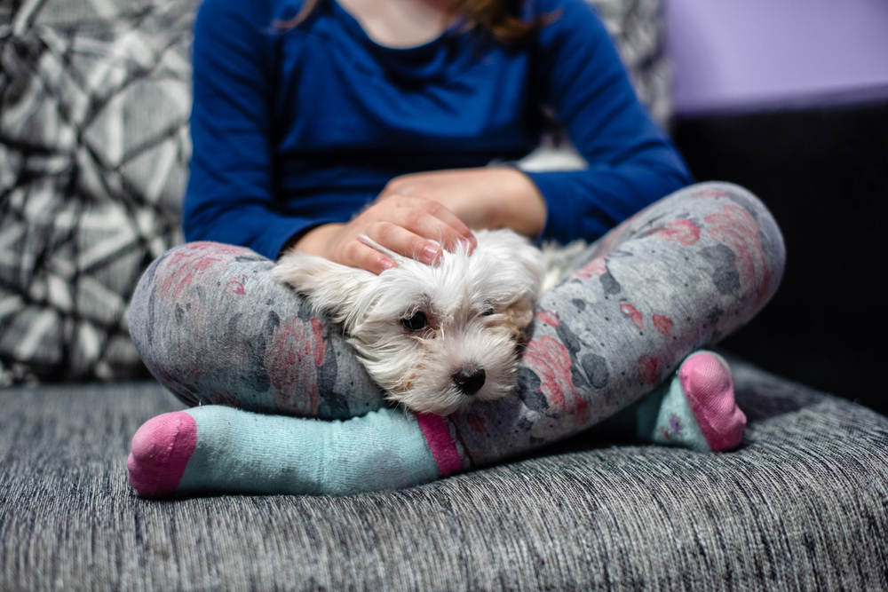 Maltese laying on a womens legs