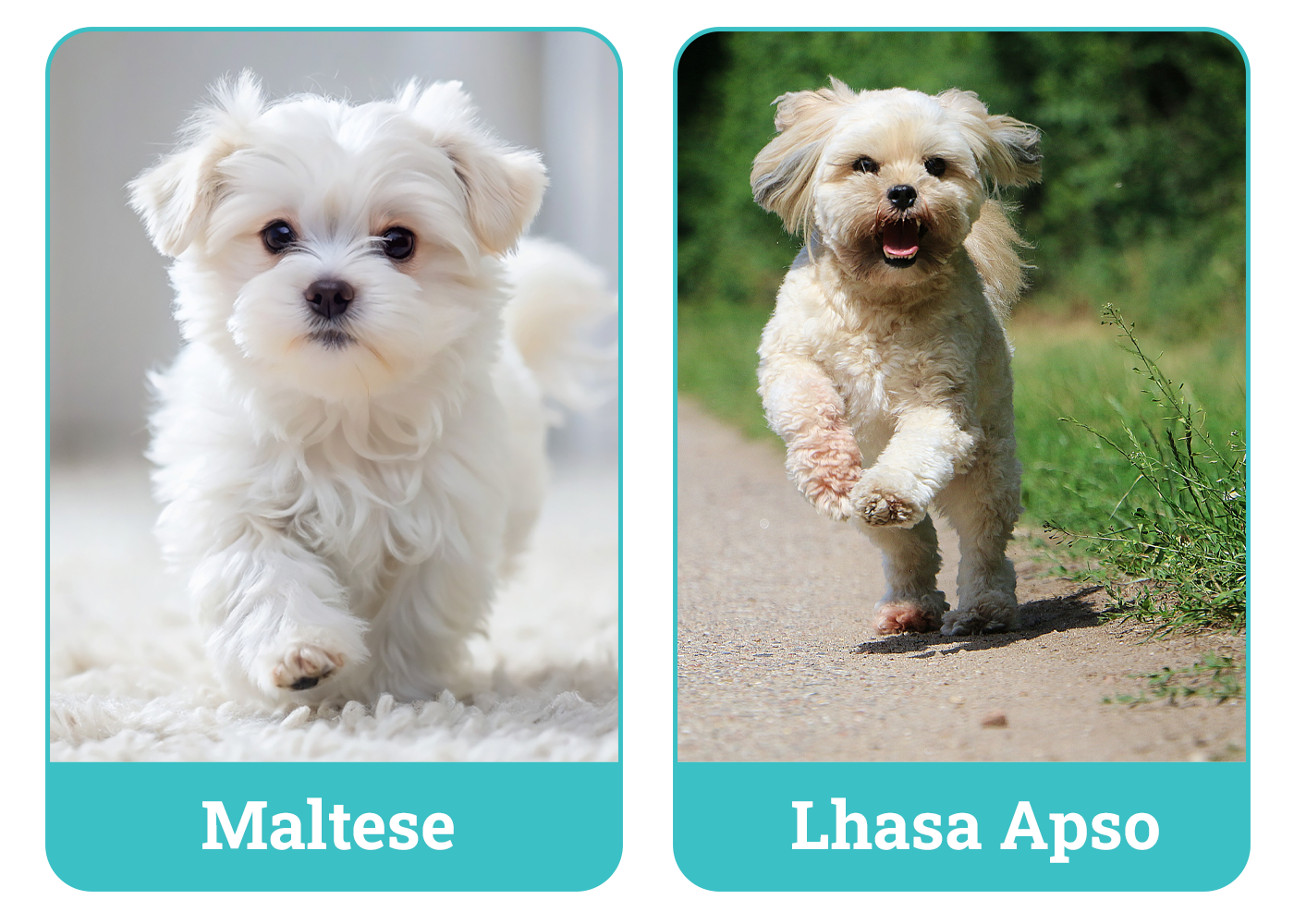 Maltese vs. Lhasa Apso