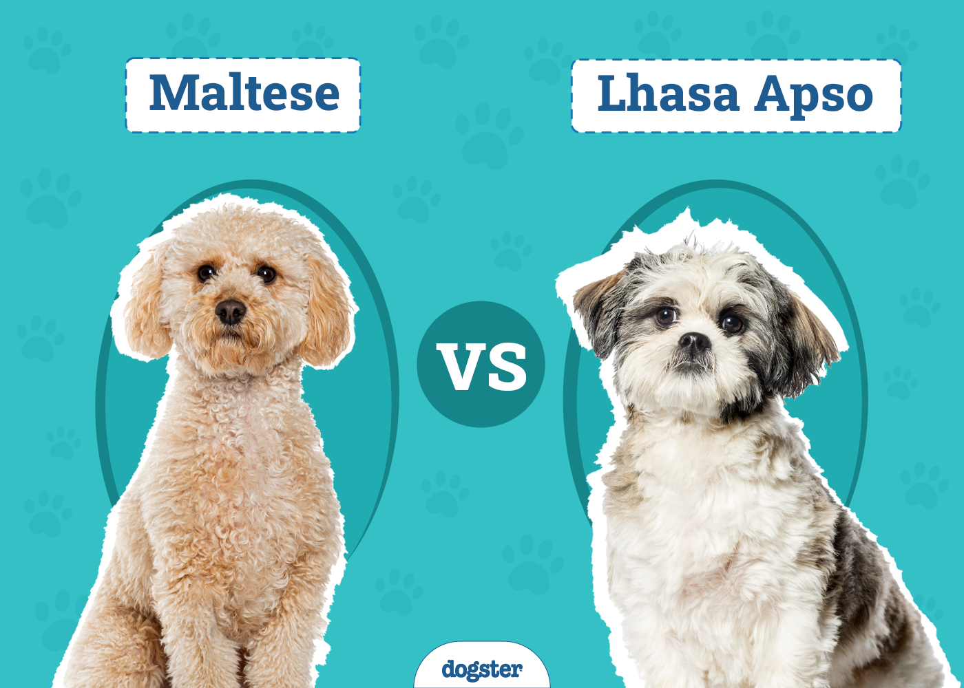 Maltese vs. Lhasa Apso