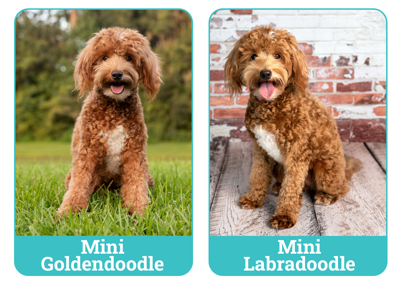 Mini Goldendoodle vs Mini Labradoodle