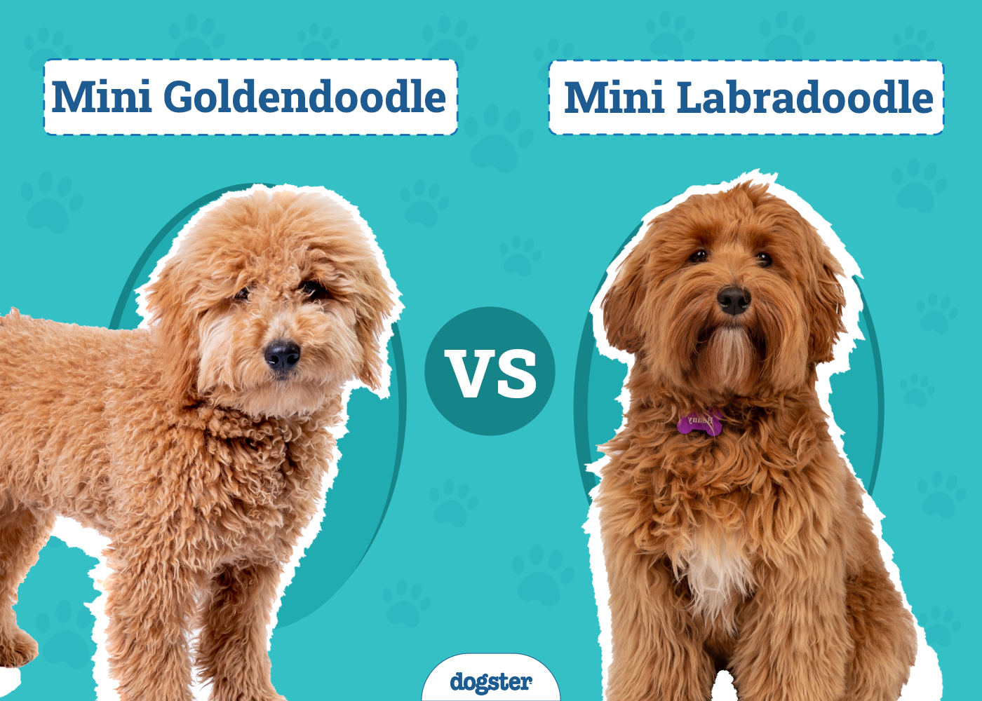 Mini Goldendoodle vs Mini Labradoodle