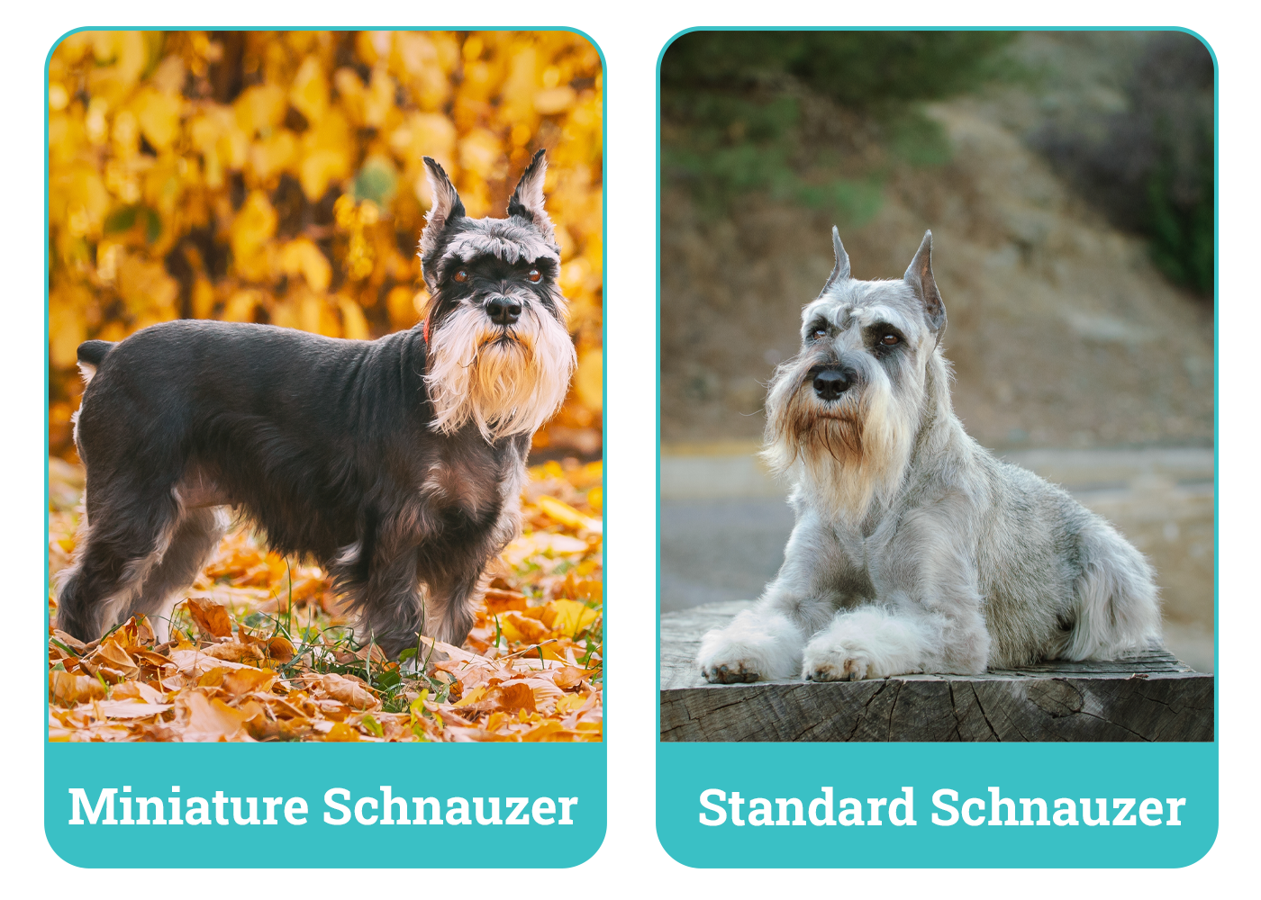 Miniature Schnauzer vs. Standard Schnauzer