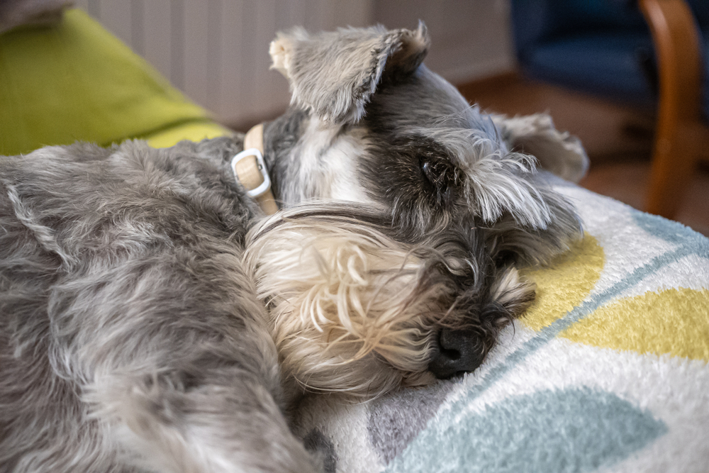 Miniature schnauzer dog looking sick