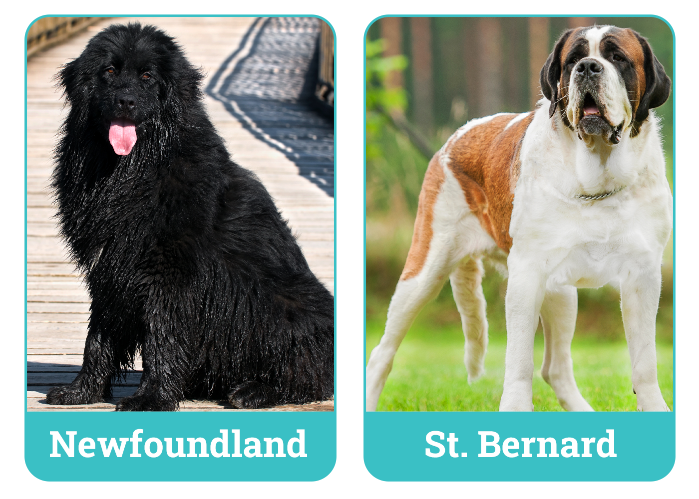 Newfoundland Dog vs St. Bernard