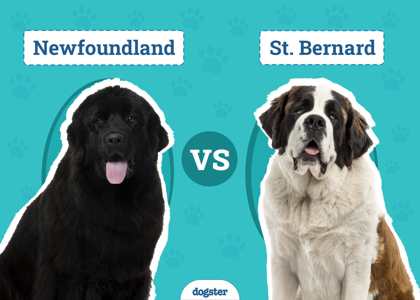 Newfoundland Dog vs St. Bernard
