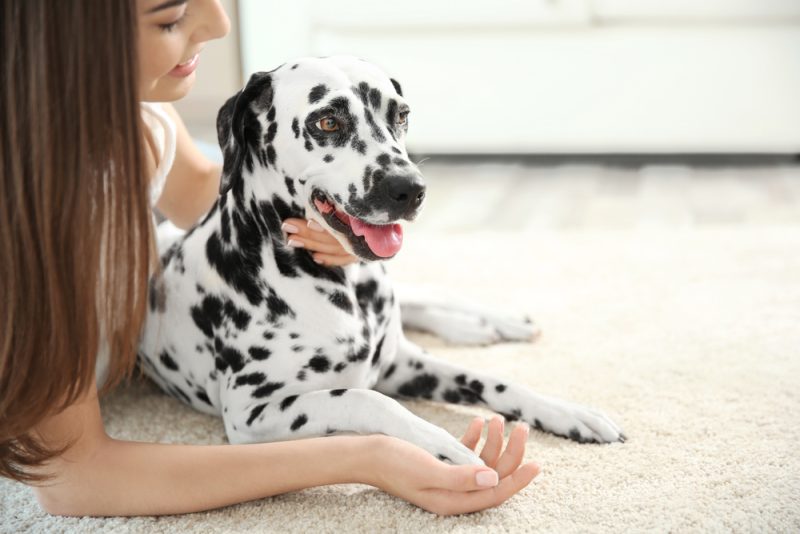Owner with her dalmatian dog lying on a carpet
