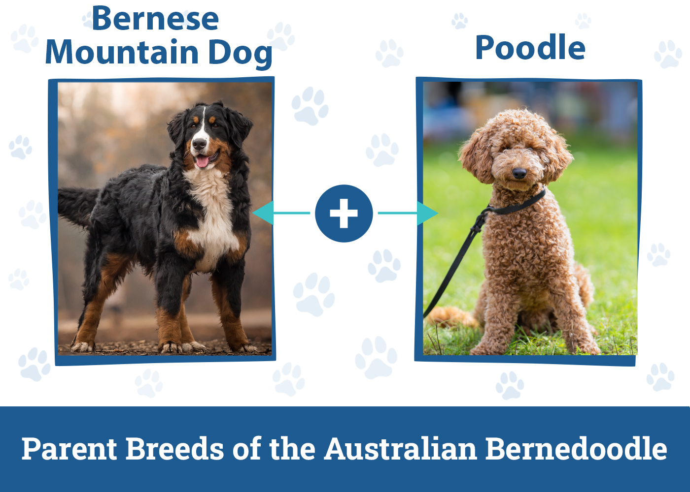 Parent Breeds of the Australian Bernedoodle