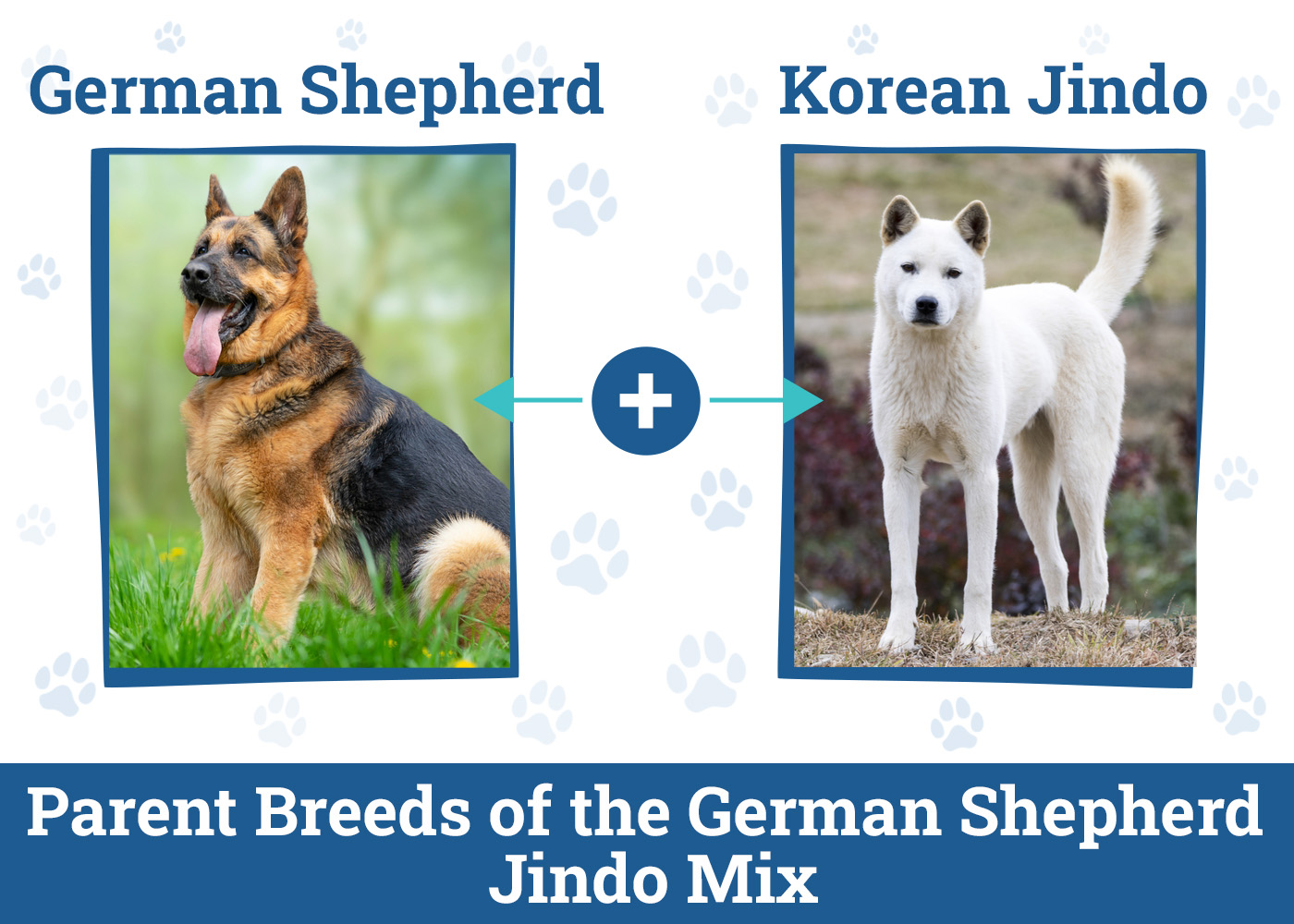 Parent Breeds of the German Shepherd Jindo Mix