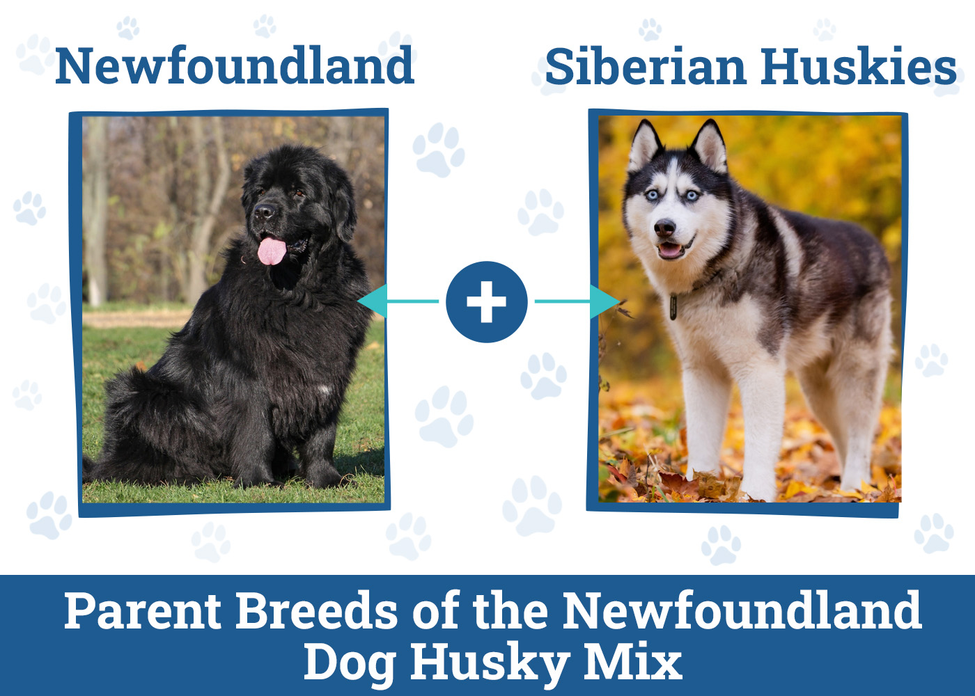 Parent Breeds of the NewfoundlandDog Husky Mix