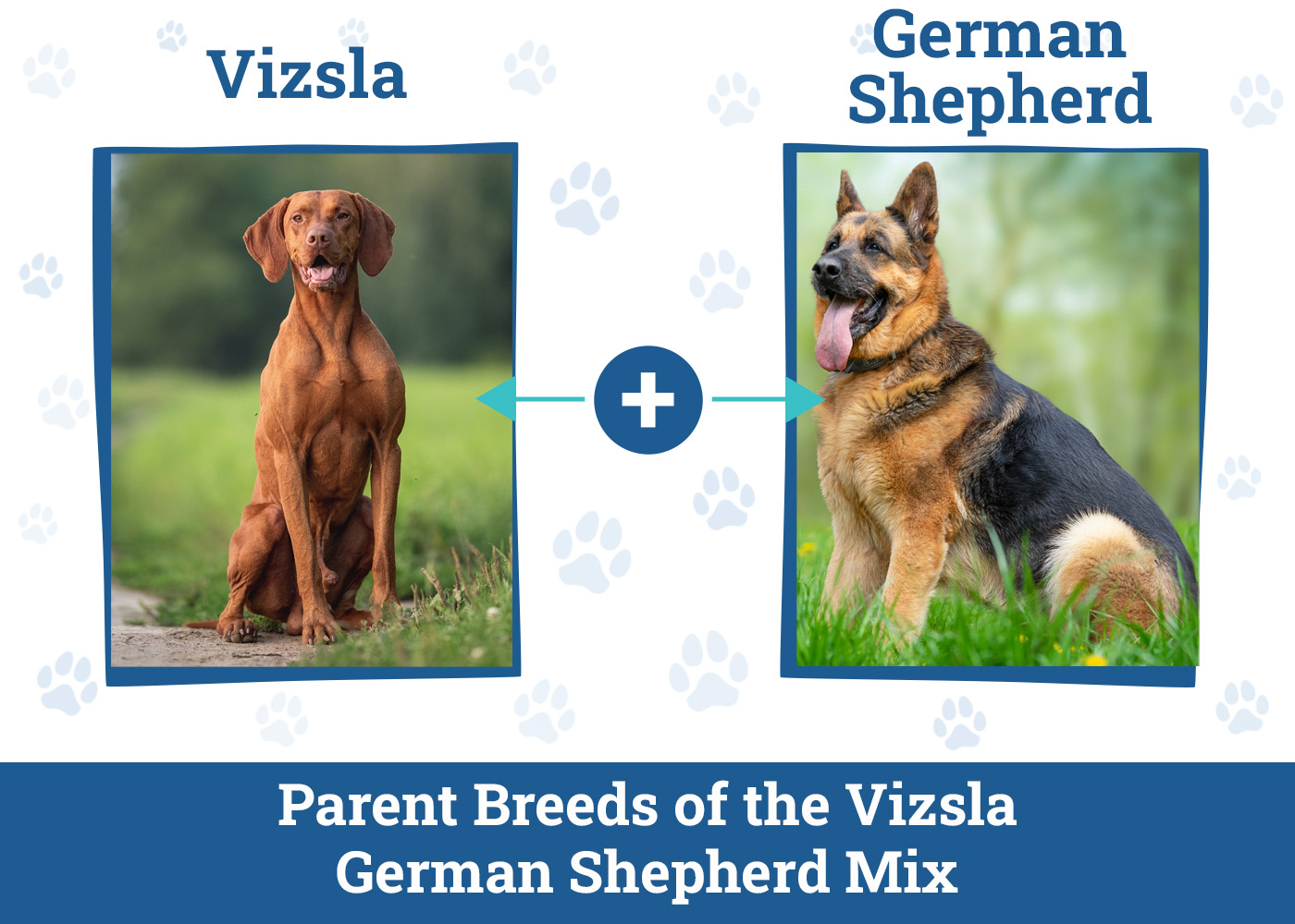 Vizsla German Shepherd Mix