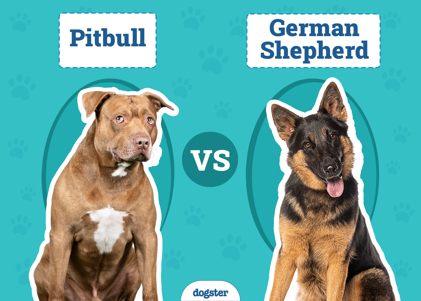 Pitbull vs German Shepherd