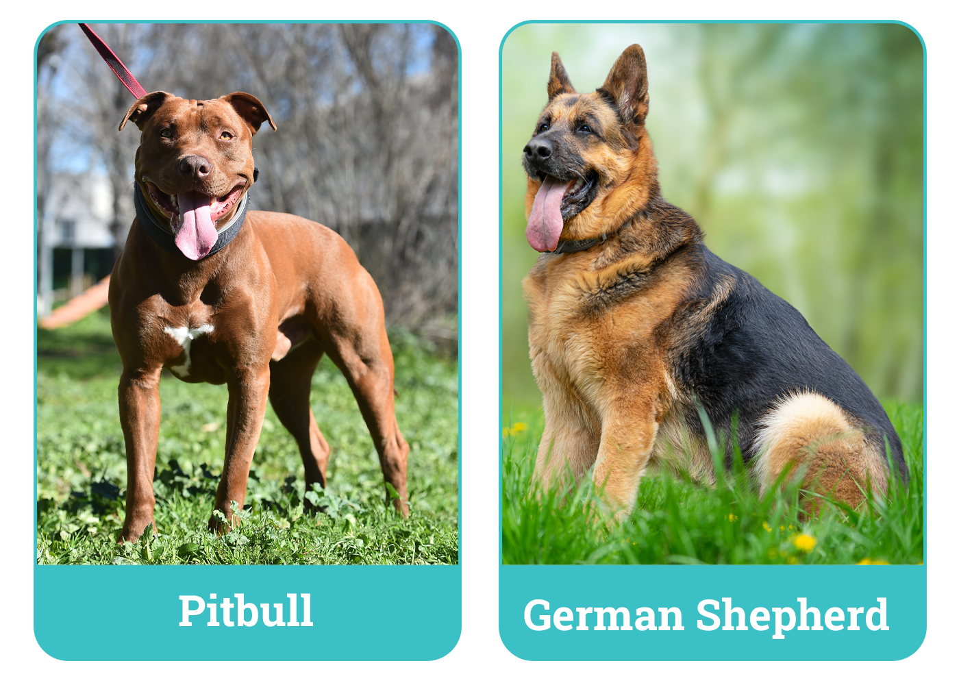 Pitbull vs German Shepherd