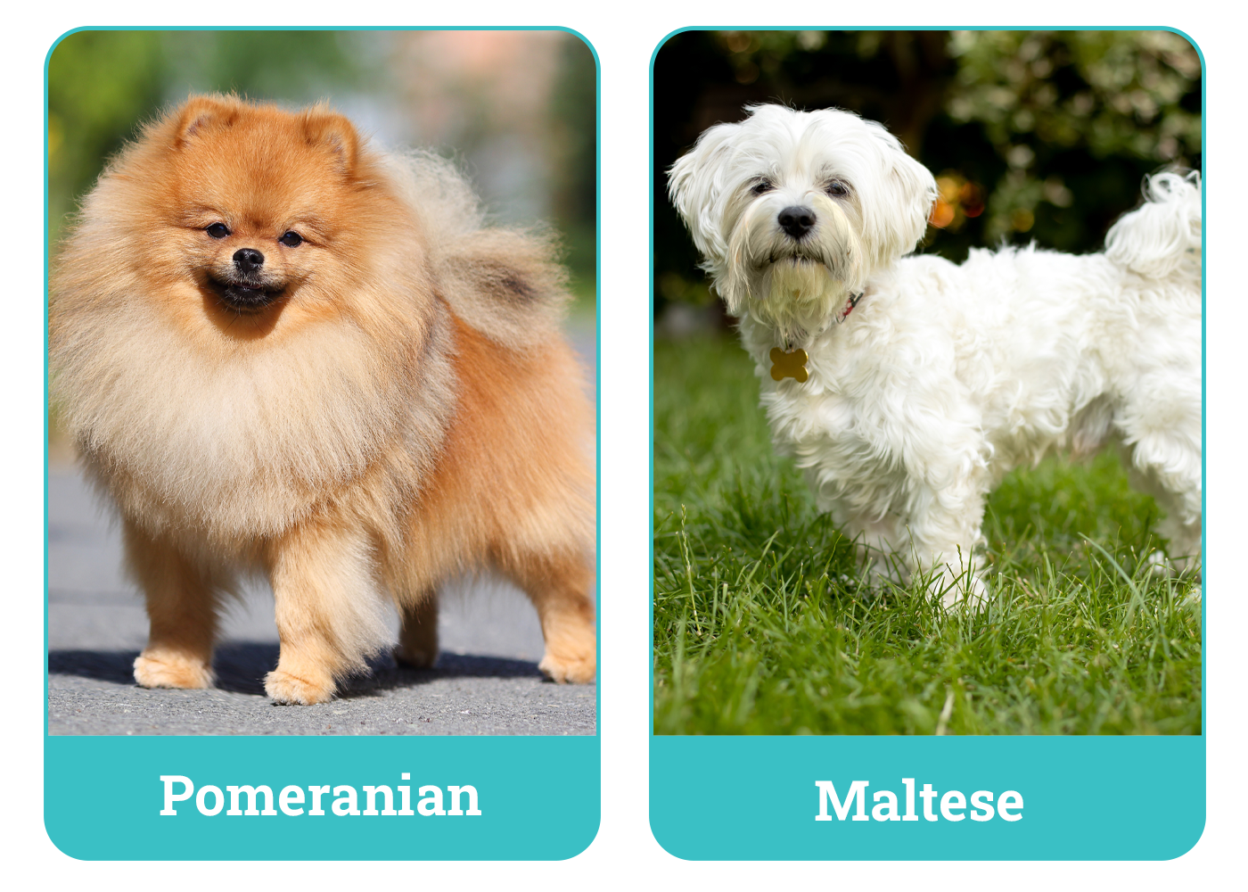 Pomeranian vs Maltese