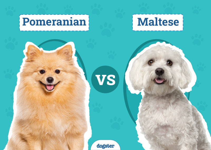 Pomeranian vs Maltese