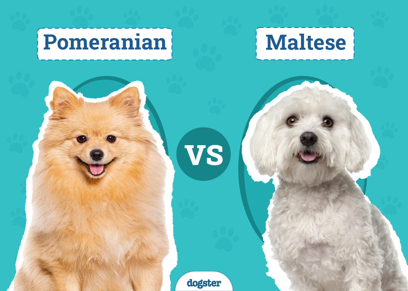 Pomeranian vs Maltese