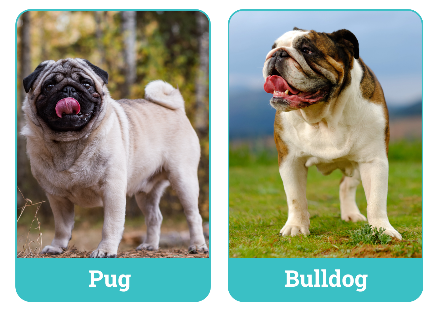 Pug vs Bulldog