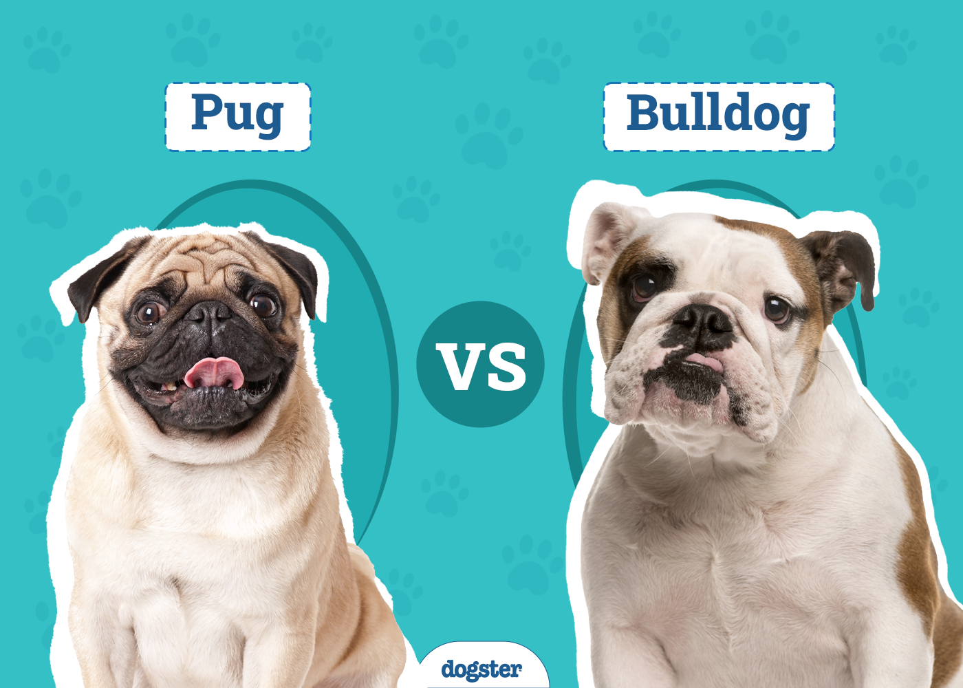 Pug vs Bulldog