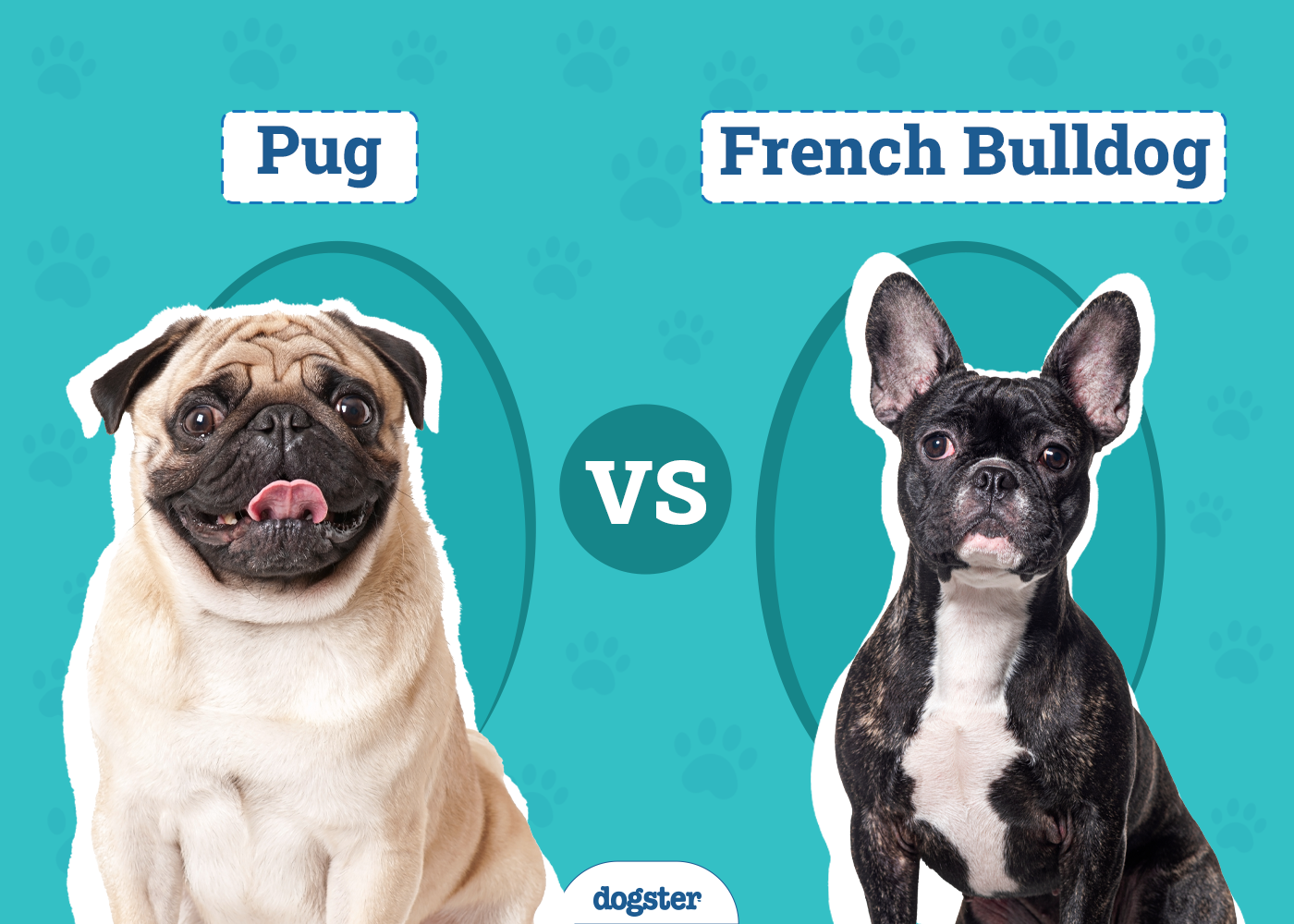 Pug vs French Bulldog 2024