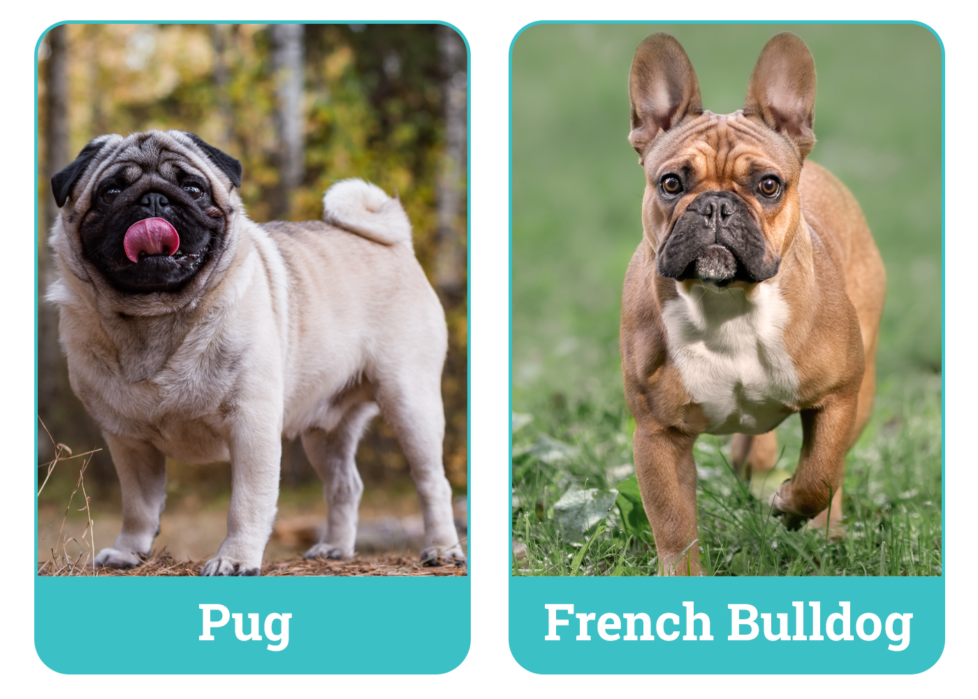 Pug vs French Bulldog