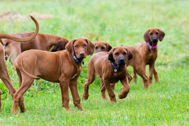 Rhodesian Ridgeback puppies walking on green grass
