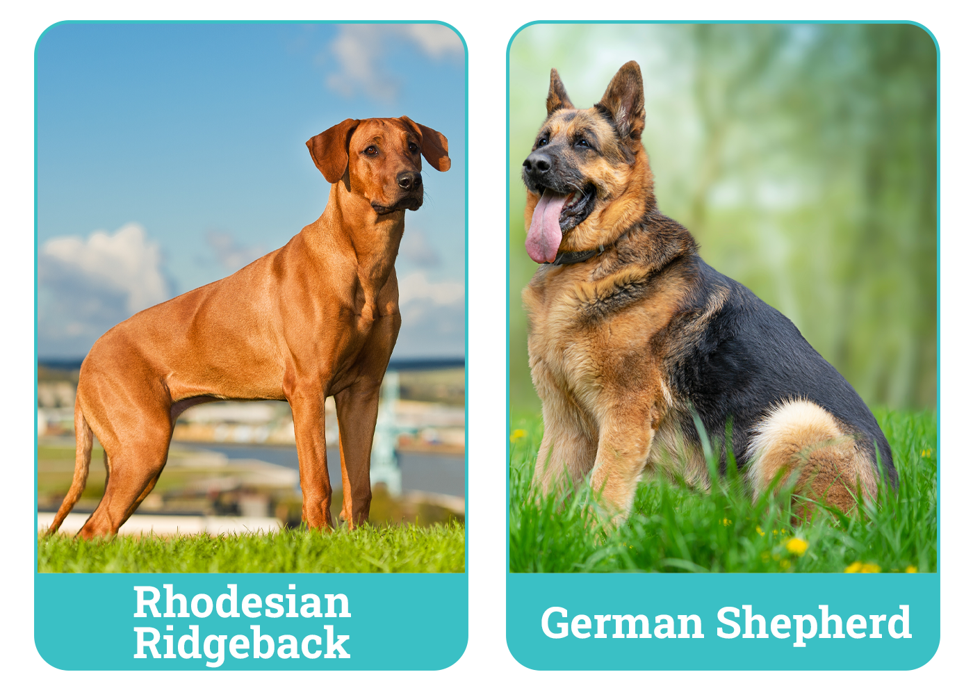 Rhodesian Ridgeback vs. German Shepherd