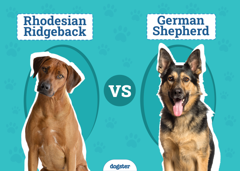 Rhodesian Ridgeback vs. German Shepherd