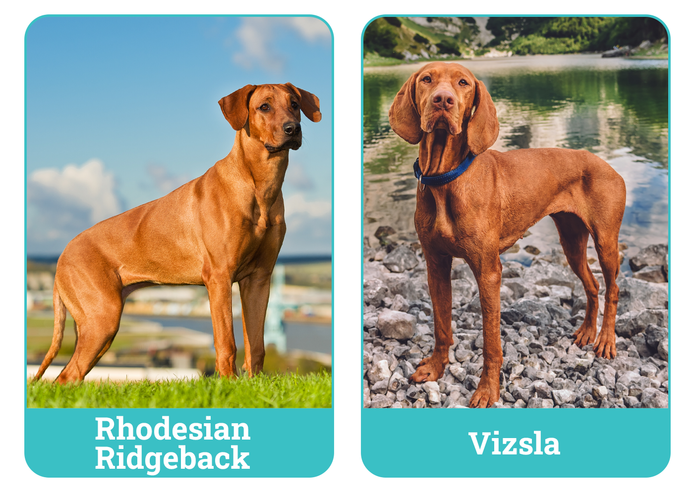 Rhodesian Ridgeback vs. Vizsla