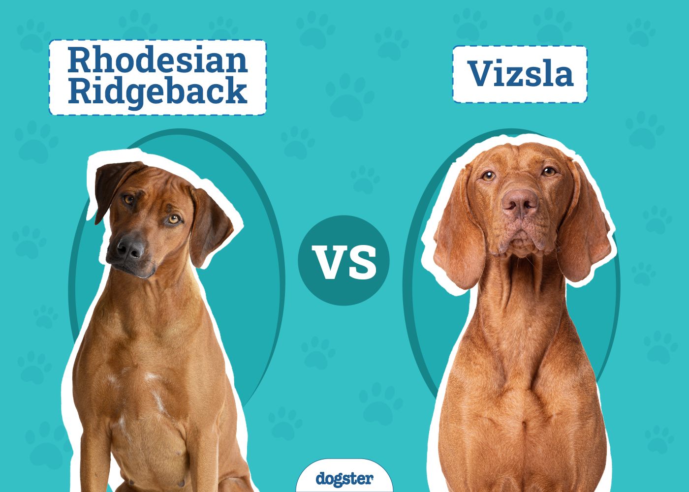 Rhodesian Ridgeback vs. Vizsla