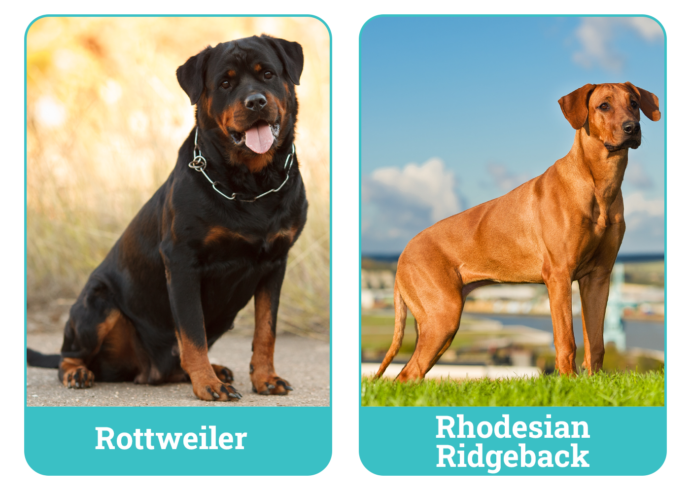 Rottweiler vs. Rhodesian Ridgeback