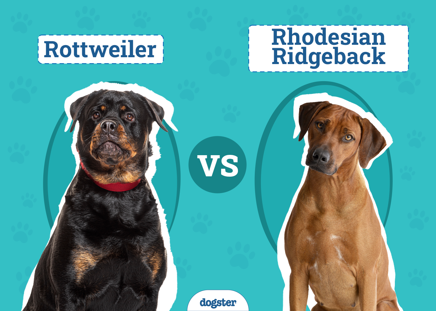 Rottweiler vs. Rhodesian Ridgeback