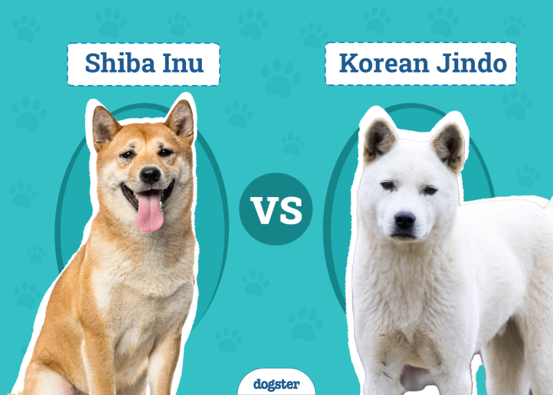 Shiba Inu vs Korean Jindo