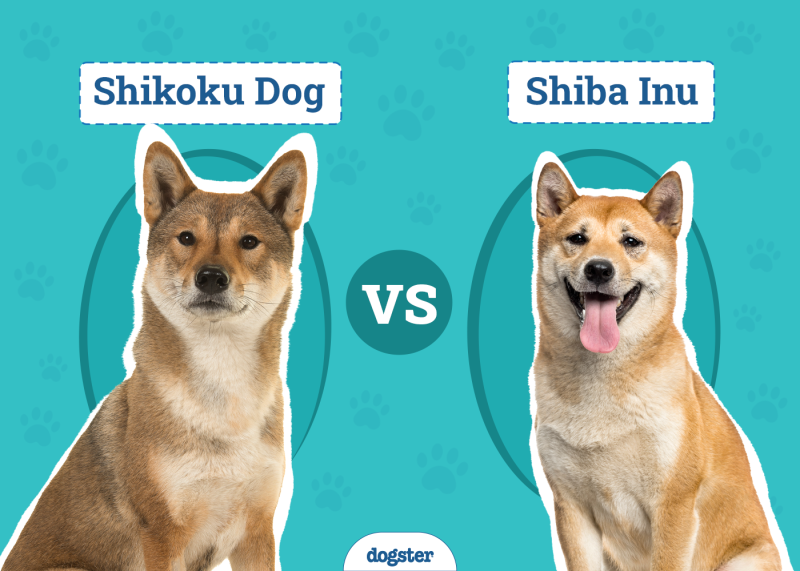 Shikoku Dog vs. Shiba Inu